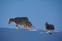 Moutons rejoignant leur bergerie  Lizonne