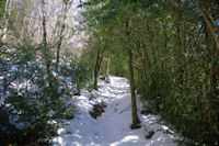 Montee dans les buis au dessus du Col del Bouich