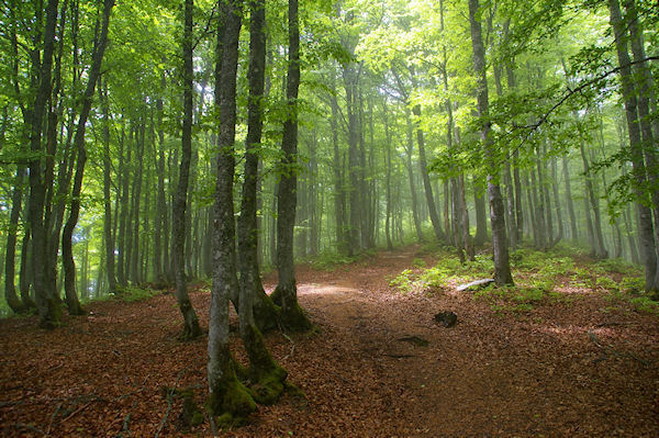 Le sentier sur la crte Est du Cap du Carmil