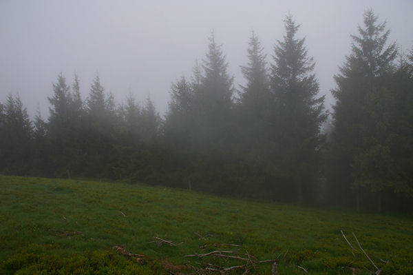 Les sapins sous le Sommet de Cap Long