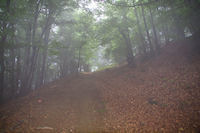 Le chemin bois sous le Cap de Sarrou de Font Clare