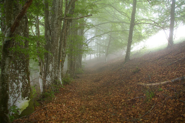 Le chemin bois sous le Cap de Sarrou de Font Clare