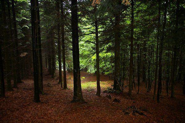 Dans le bois sous le Cap de Sarrou de Font Clare