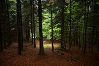 Dans le bois sous le Cap de Sarrou de Font Clare