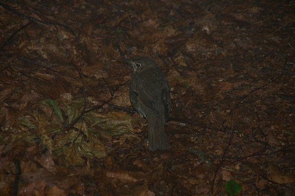 Un jeune oiseau prs de la Goute de Foundis