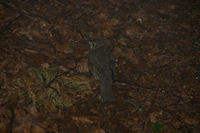 Un jeune oiseau prs de la Goute de Foundis