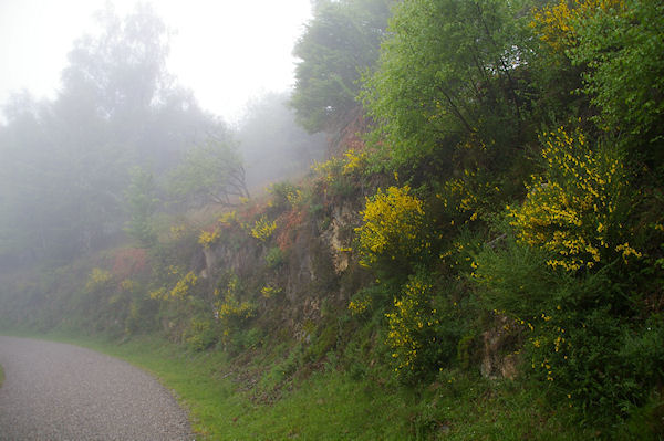 La route borde de jeunets juste aprs le Col d'Uscla