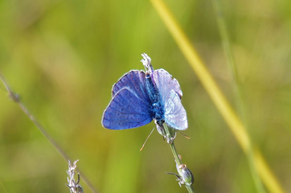 Petit papillon