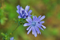 Fleurs d'automne