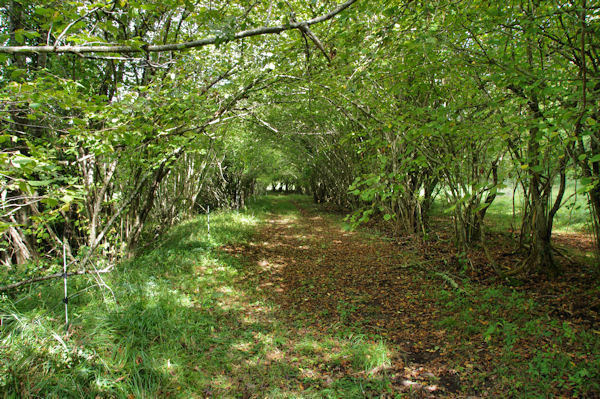 Le chemin remontant le vallon du Pujouet