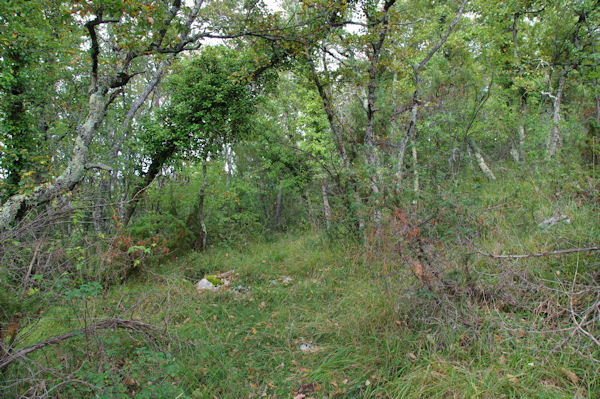 Monte sur le flanc Ouest du Montpeyrous