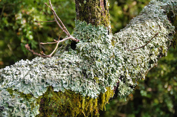 Lichens et mousses