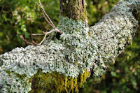 Lichens et mousses