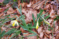 C'est le printemps!