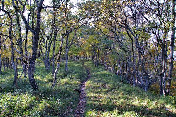 Le sentier  la Soula de Raissac
