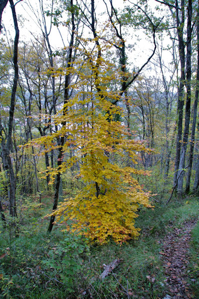 Htre aux parures d_automne