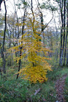 Hetre aux parures d'automne