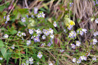 Jolies fleurs