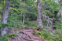 Dans le bois remontant le vallon du ruisseau de Cabane Longue