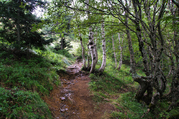 Le bois sous le Sarrat de la Llau