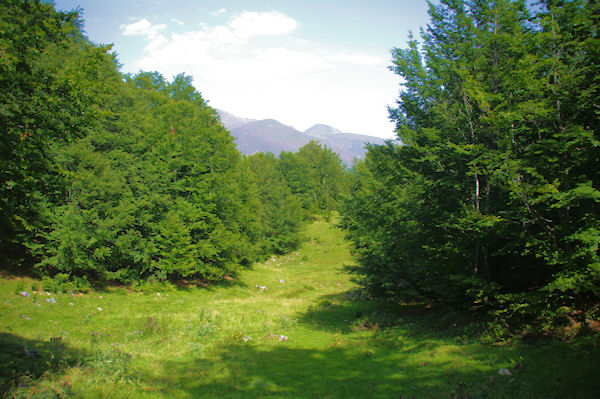 Dans le vallon des Coumelles