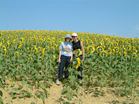 Deux fleurs au milieu des tournesols