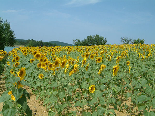 Tournesols vers Les Baylards