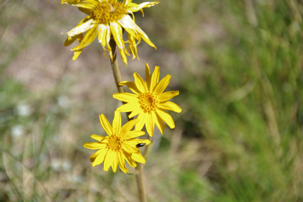 Marguerite jaunes