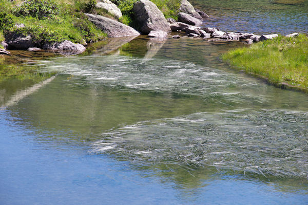 Sur les Etangs de Fontargenta