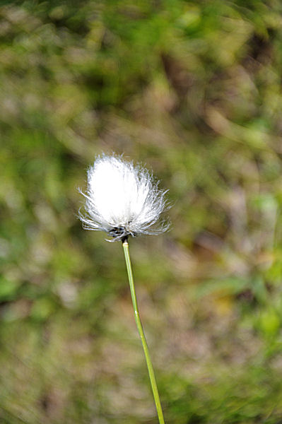 Linaigrette