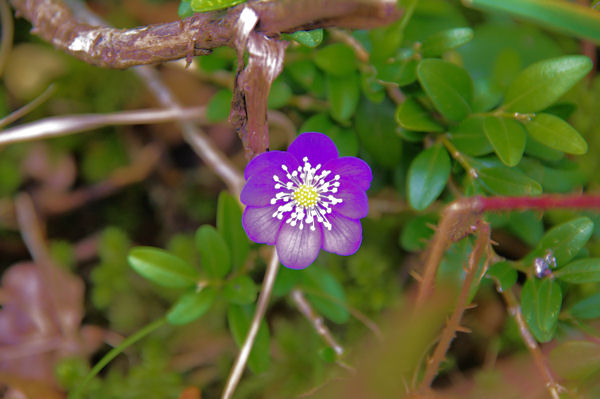 C_est le printemps!