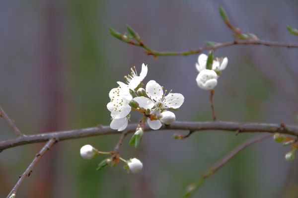 Dbut de printemps