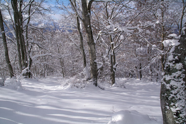 Dans le Bois de l_Aynat