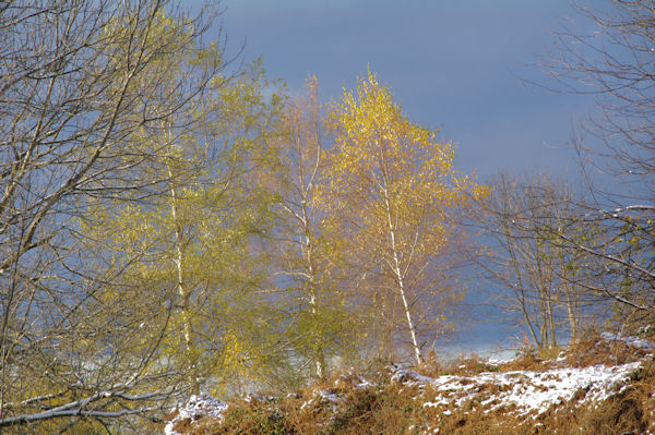 Belles couleurs automne-hivers