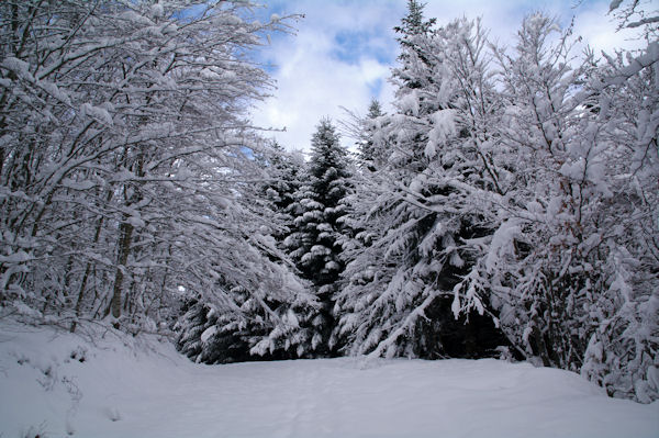 Peu avant de quitter la route forestire de Font Frde