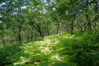 Dans le Bois de la Fagette