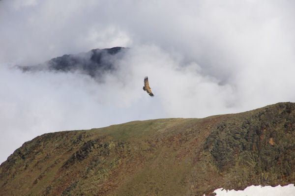 Un vautour fauve au sommet du Pic de Montcalm