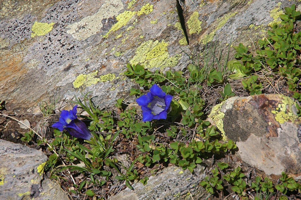 Belles gentiannes!