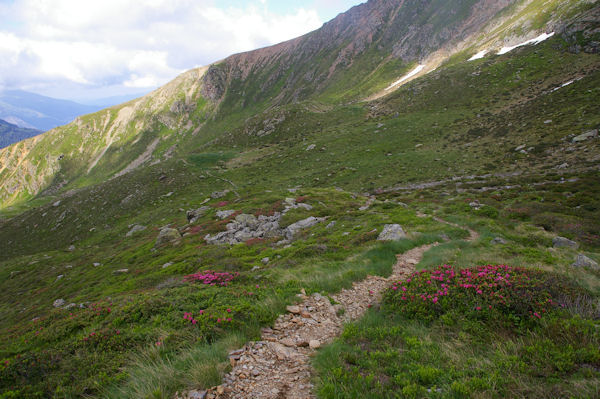 Le chemin bord de rhododendrons menant  l_Etang Sourd