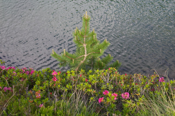 Des rhododendrons et un jeune pin  l_Etang Sourd