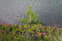 Des rhododendrons et un jeune pin a l'Etang Sourd