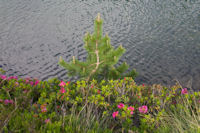 Des rhododendrons et un jeune pin  l_Etang Sourd