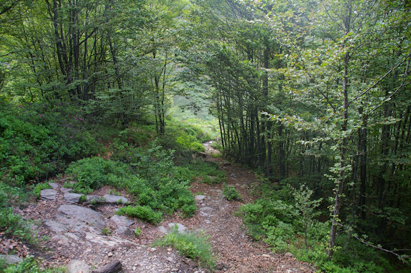 Le chemin dans le Bois de Fontanal, au dessus de Sgalasse