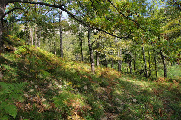 Dans la fort du Pech de Montgaillard