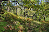 Dans la fort du Pech de Montgaillard