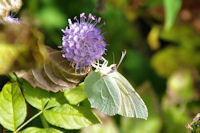 Papillon au festin