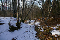 Un raccourci sur le chemin forestier de Font Frede