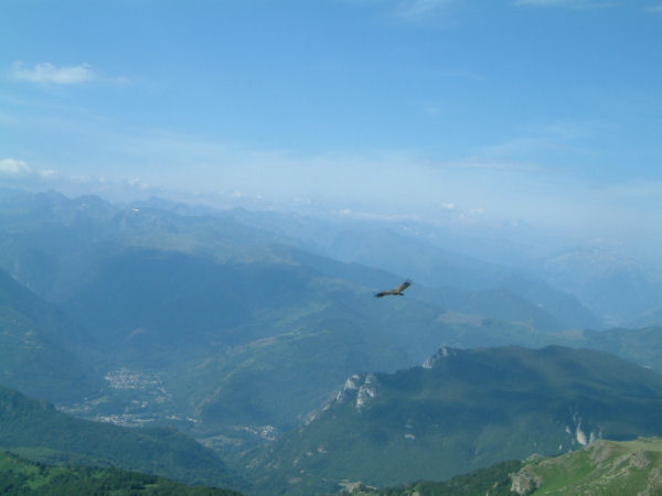 Un vautour volant vers la valle de l'Arige