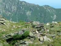 Une chevre et son chevreau pres du col du Han