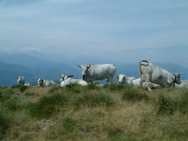 Un troupeau de vache sur un petit sommet aprs le col du Han